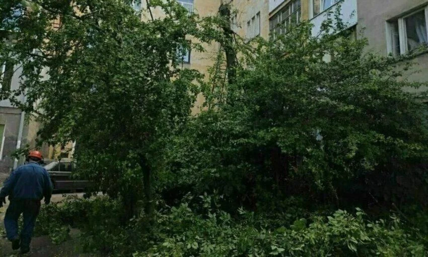 Калининградцы остановили вырубку черёмухи во дворе