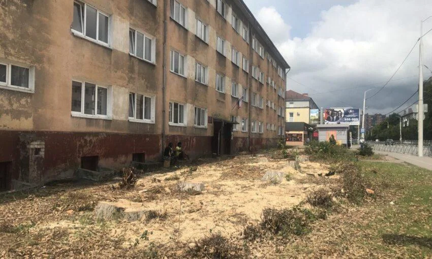 Более 13 возрастных деревьев вырубили на улице Горького