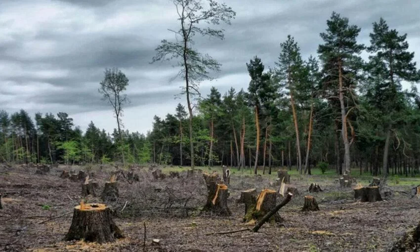В&nbsp;Калининграде годами уничтожают зелень