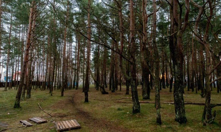 Ради&nbsp;Центра русской культуры вырубят «танцующий лес» в&nbsp;Калининграде