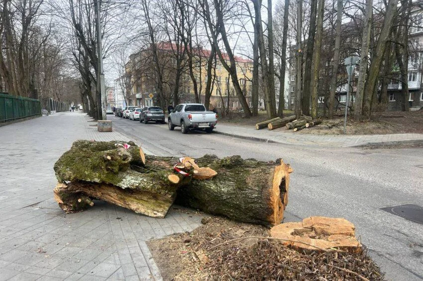 Вырубать станет проще: власти Калининградской области ослабили правила защиты деревьев
