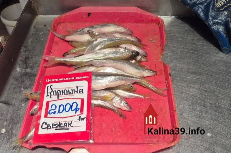 Черновик