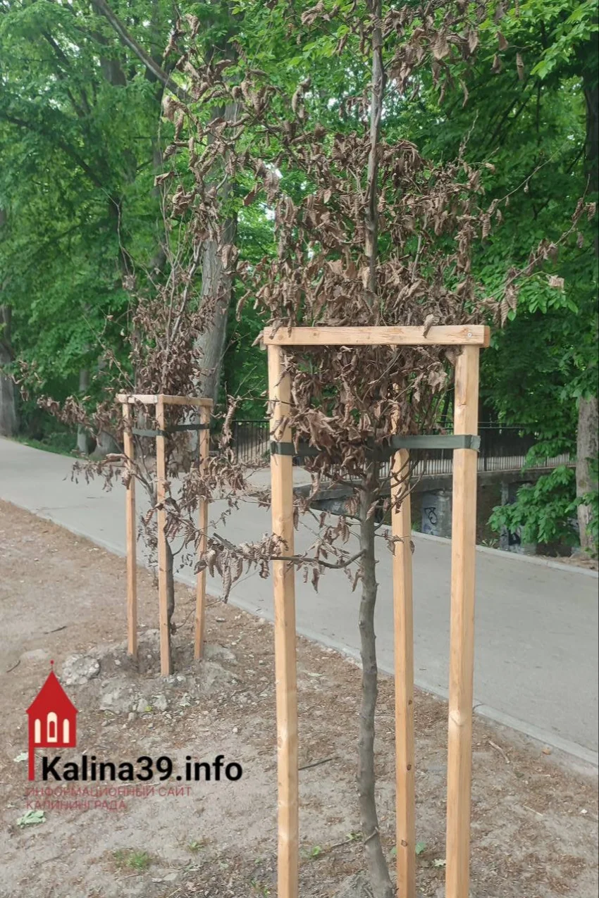 Черновик