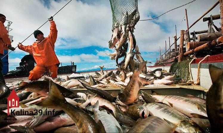 Власти объяснили подорожание местной рыбы «объективными причинами»